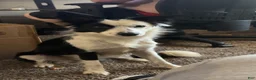 Border Collie dogs for sale: Border Collie 5 - Ad 5