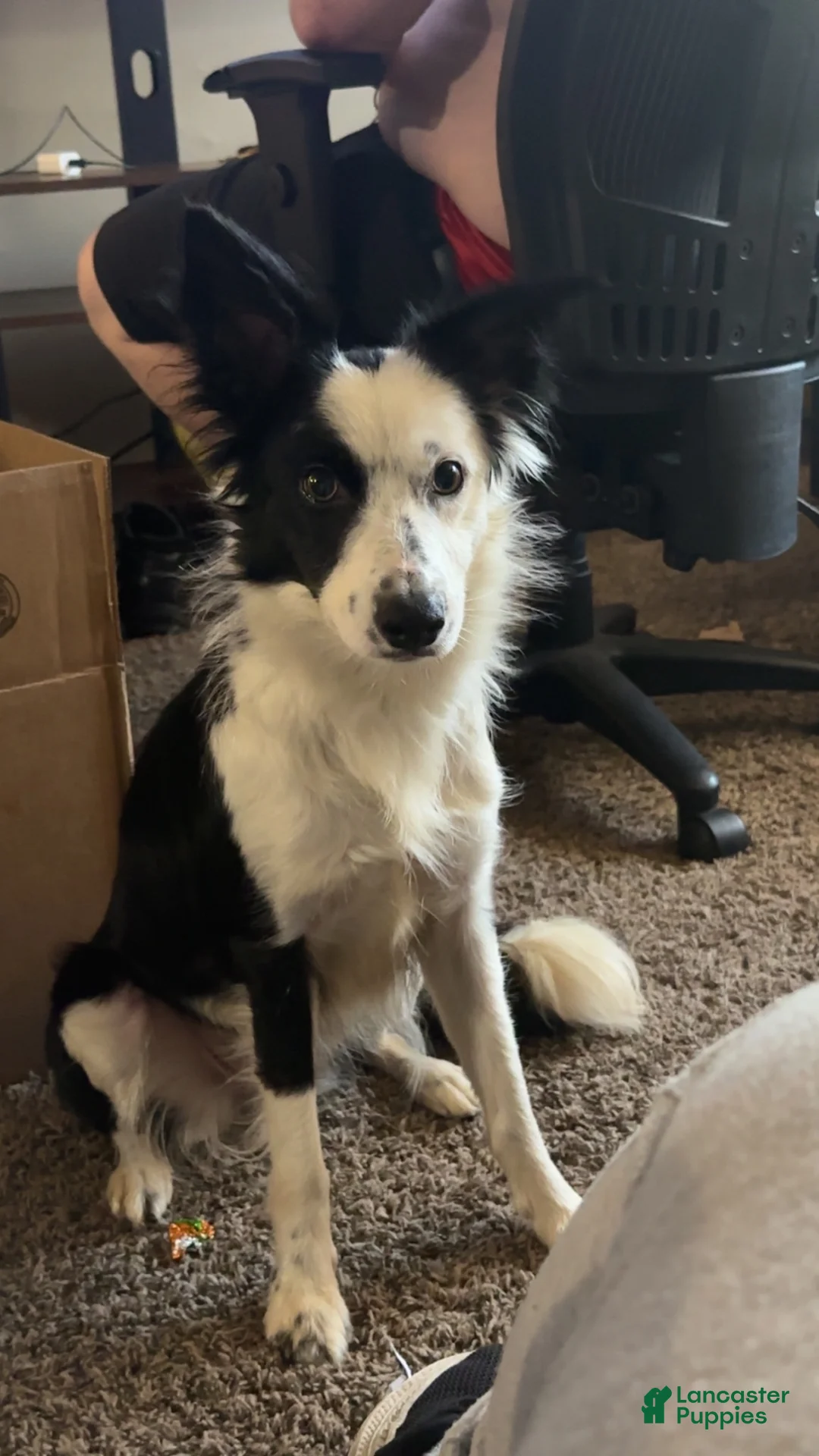 Border Collie dogs for sale: Border Collie 3 - Ad 2