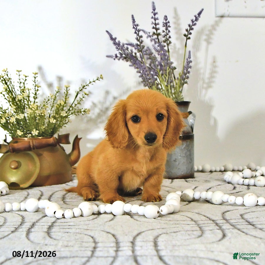 Miniature Dachshund dogs Dillon - Ad 1