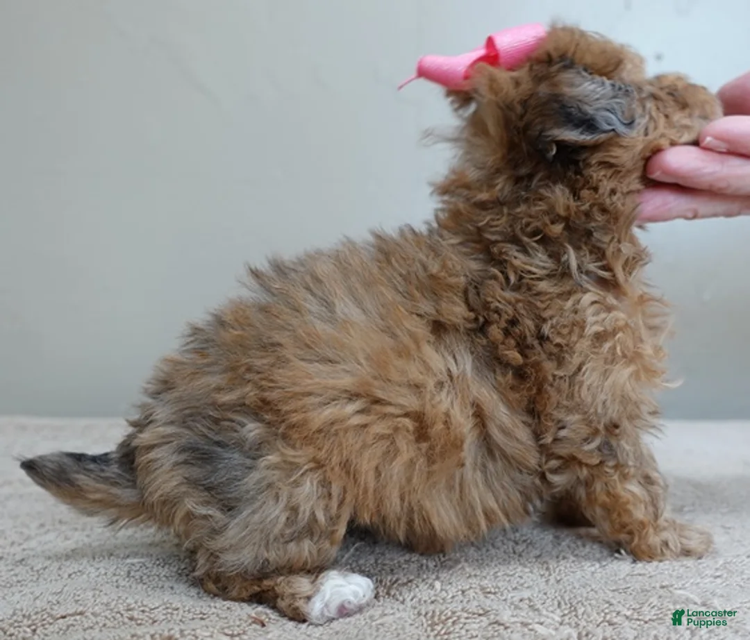 Maltipoo dogs for sale: Miracle chocolate merle PET ONLY - Ad 6