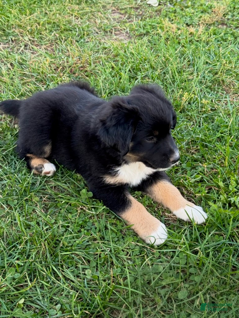 Miniature Australian Shepherd dogs for sale: Bear - Ad 2