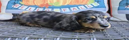 Miniature Dachshund dogs for sale: Drover - Ad 3