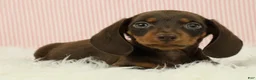 Miniature Dachshund dogs for sale: Loki 🦔 - Ad 3