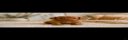 Toy Poodle dogs for sale: Toy Poodle 3 - Ad 4