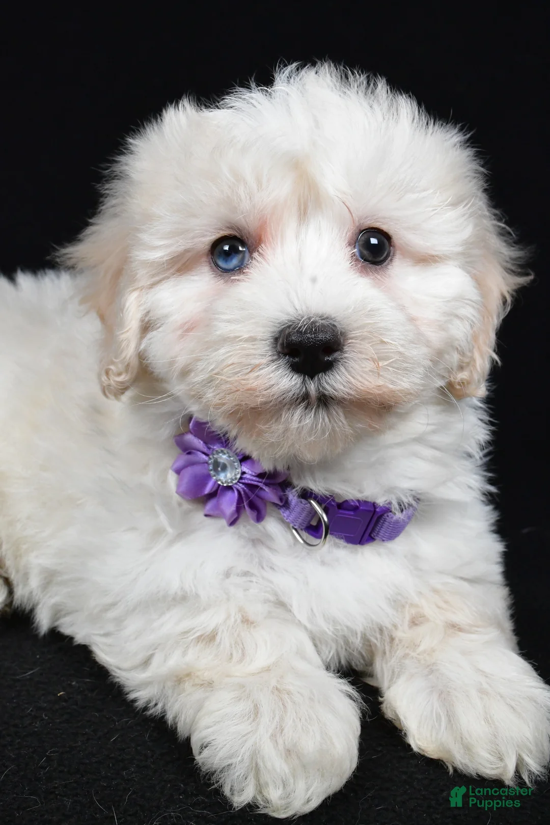 Maltipoo dogs for sale: Hannah - Ad 3