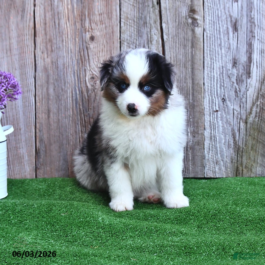 Miniature Australian Shepherd dogs for sale: Ripple - Ad 3
