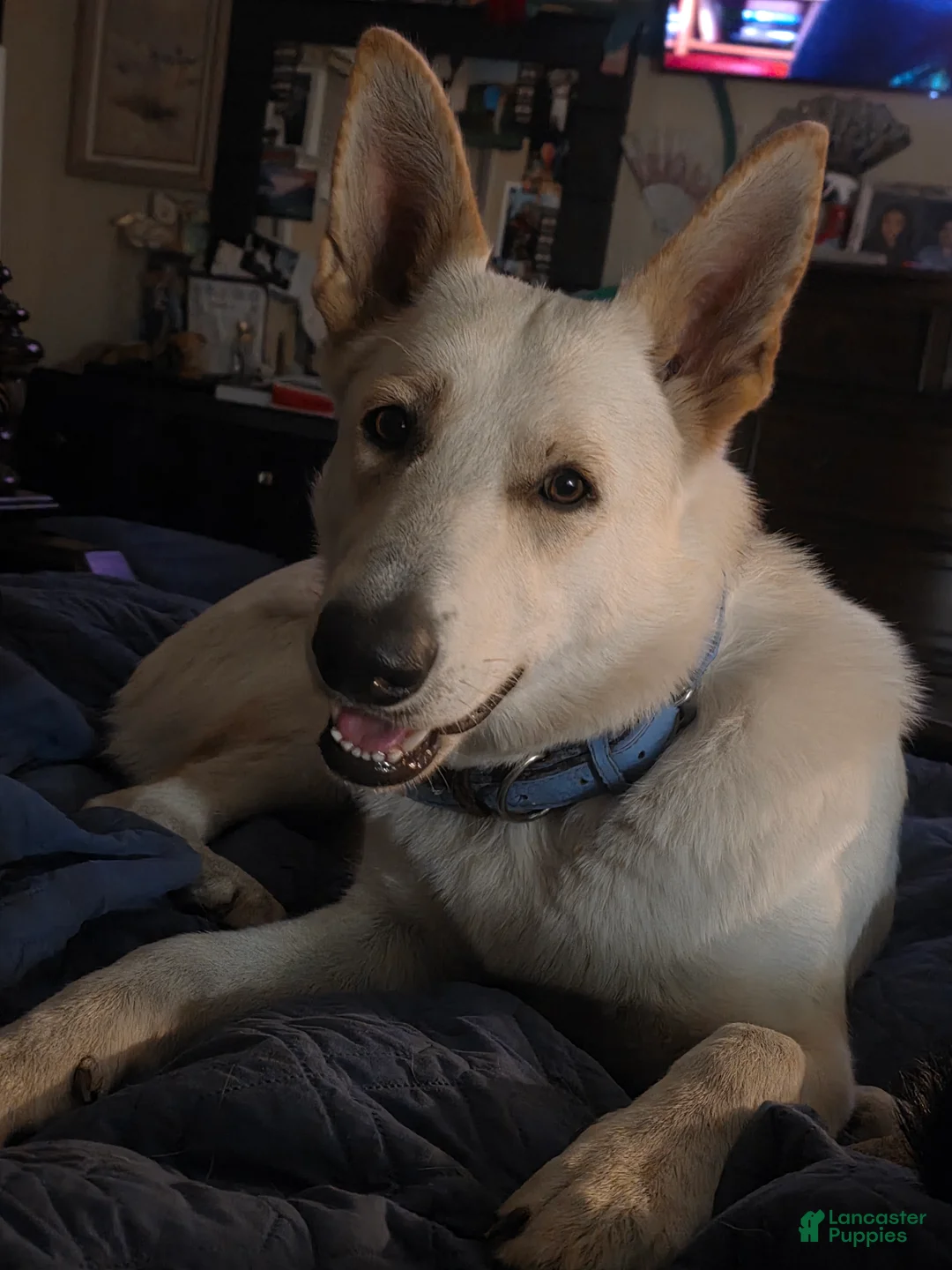 German Shepherd dogs for sale: German Shepherd Puppy 4 - Ad 2