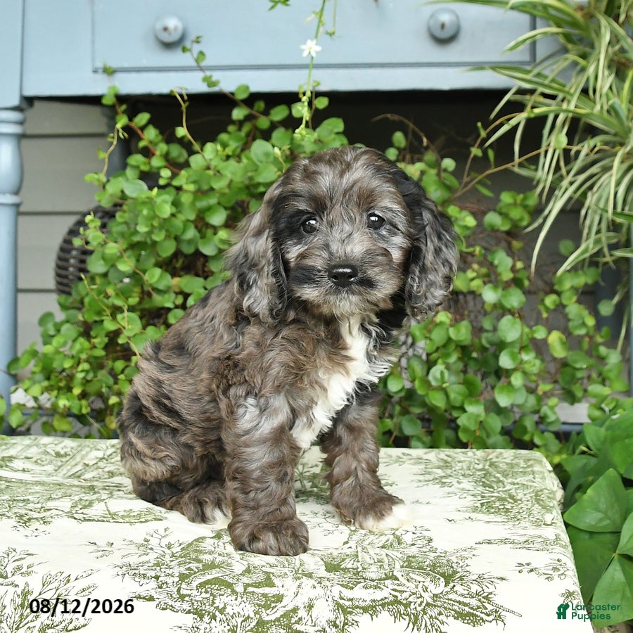 Cockapoo dogs Beauty - Ad 2