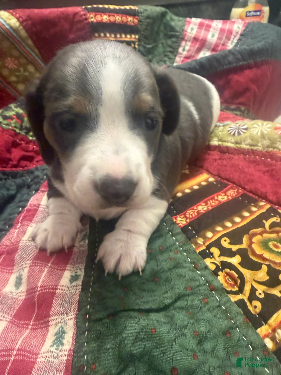 Miniature Dachshund dogs for sale: Miniature Dachshund 1 - Ad 2