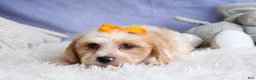 Cavachon dogs for sale: ROMEO - Ad 10