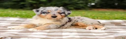 Aussiedoodle dogs for sale: Addie Standard Sized - Ad 6