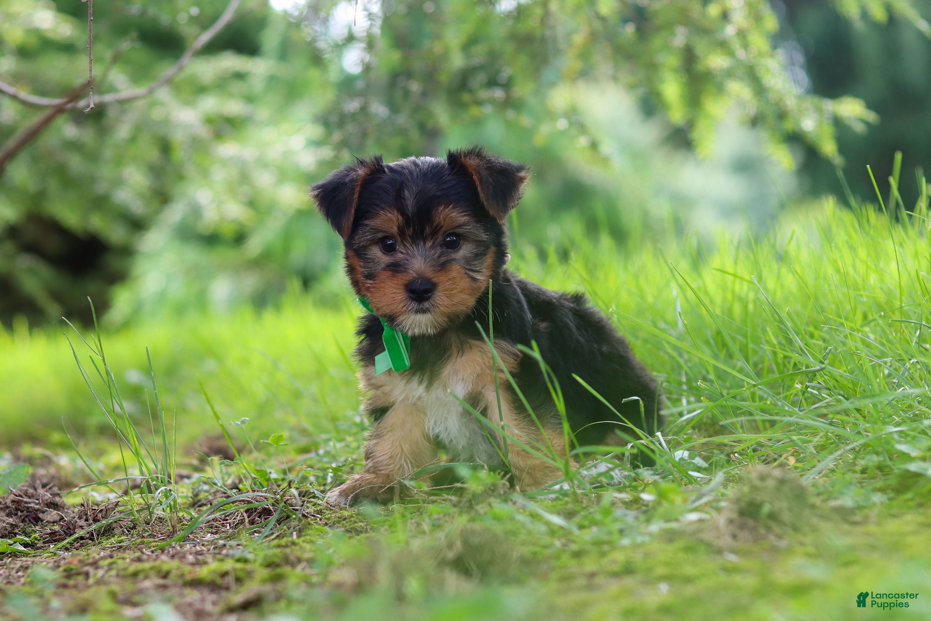 Bobby (Yorkshire Terrier, Male) in Baltic, OH