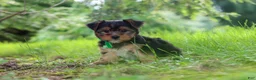 Yorkshire Terrier dogs for sale: Bobby - Ad 1