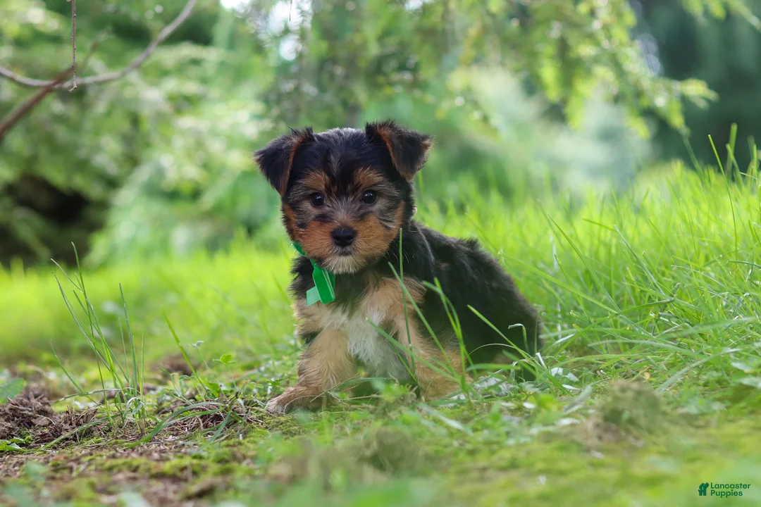 Yorkshire Terrier dogs for sale: Bobby - Ad 1
