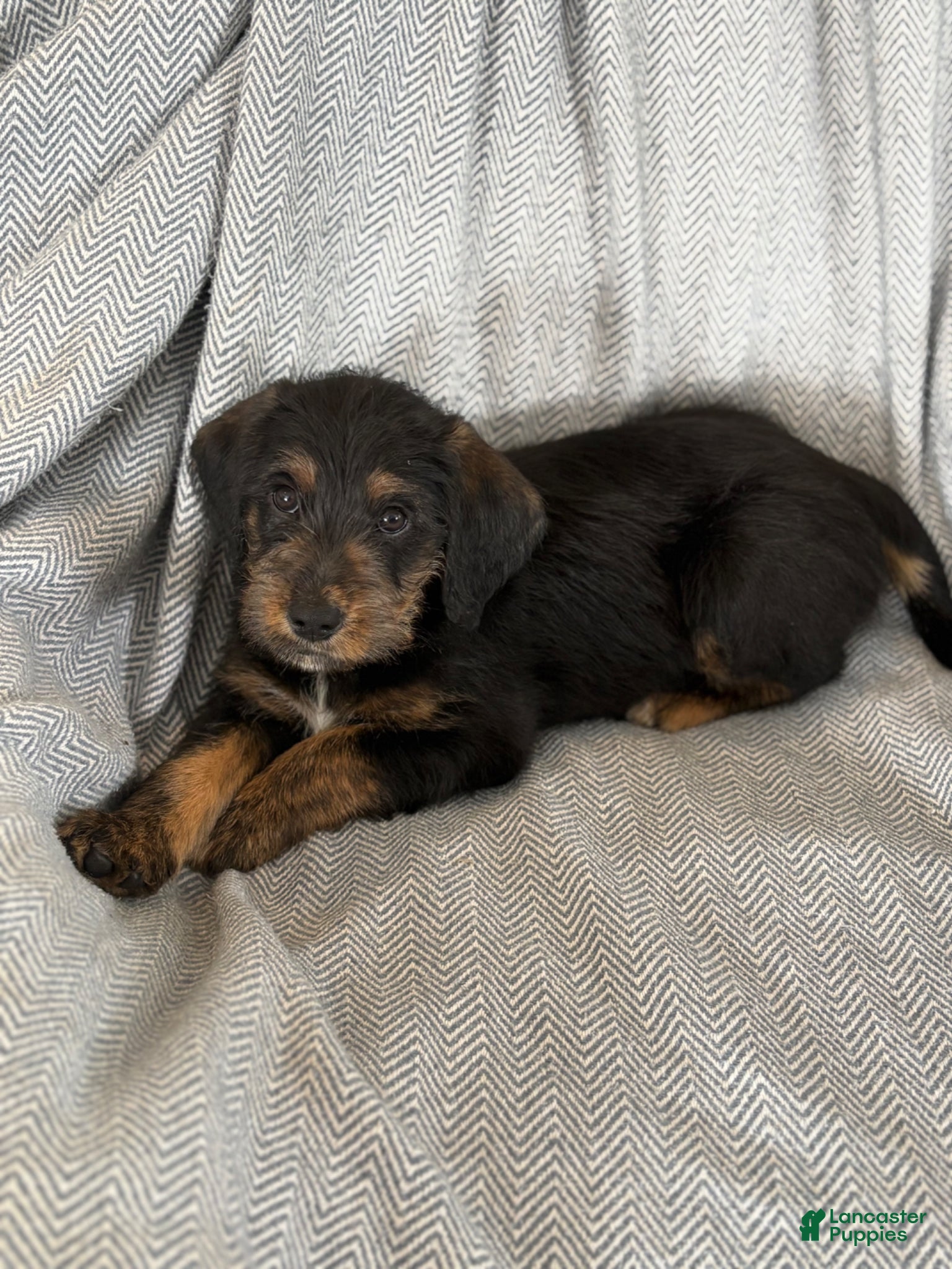 Mixed Breed dogs Elmo - Ad 25