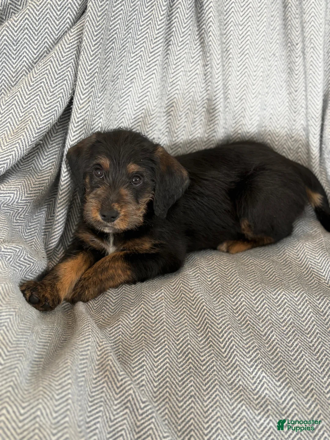 Mixed Breed dogs for sale: Elmo - Ad 1