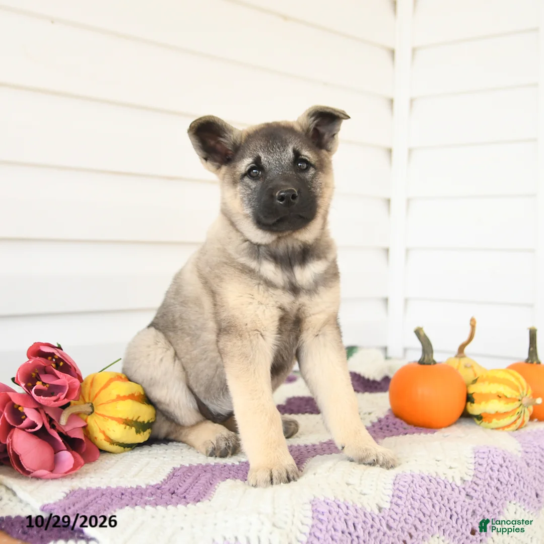 Mixed Breed dogs for sale: Avalon - Ad 2
