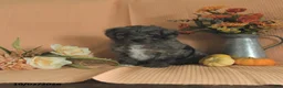 Mini Aussiedoodle dogs for sale: Lola - Ad 3