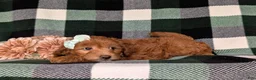 Miniature Poodle dogs for sale: Shyann - Ad 6