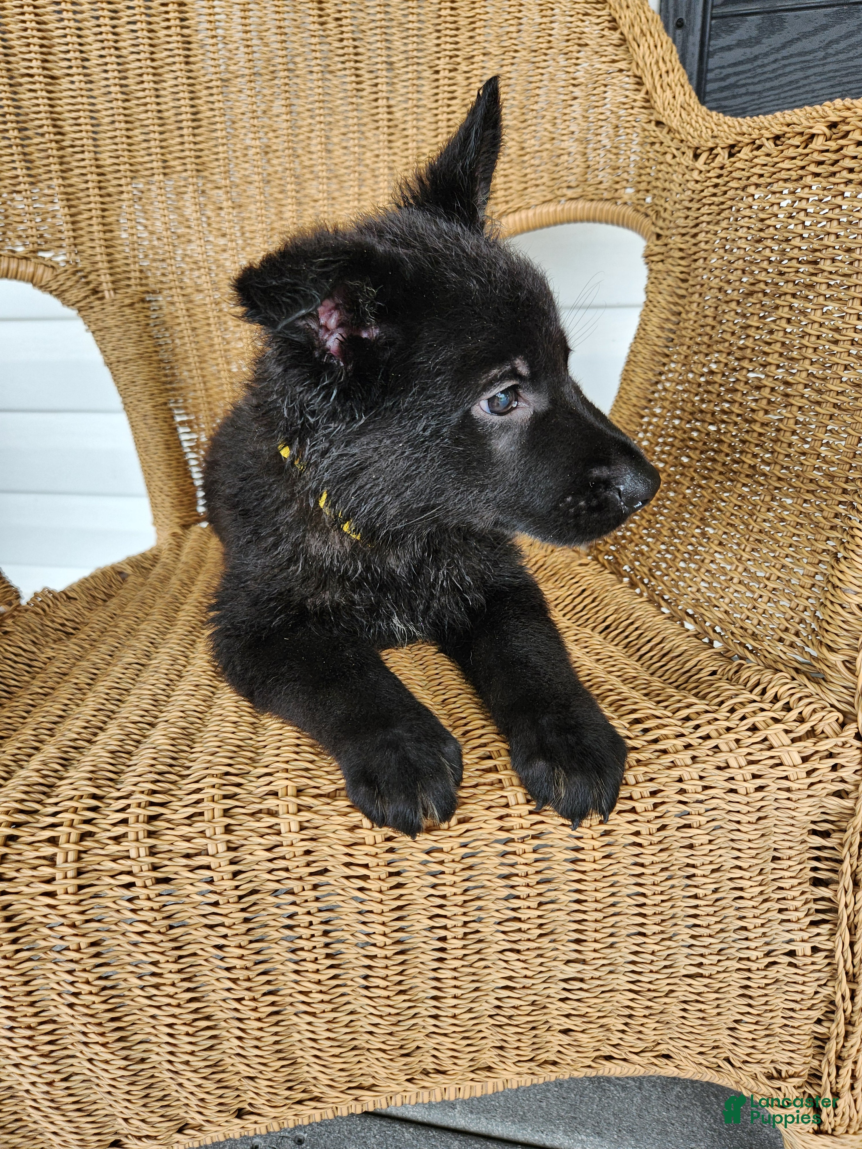German Shepherd dogs Dixie - Ad 1