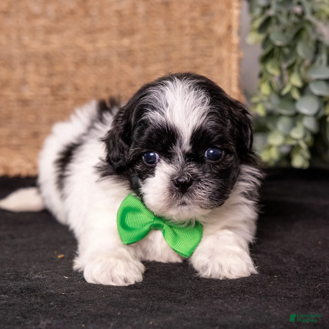 Mixed Breed dogs for sale: Washington - Ad 2