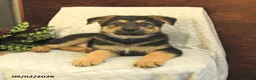 German Shepherd dogs for sale: Maverick - Ad 5