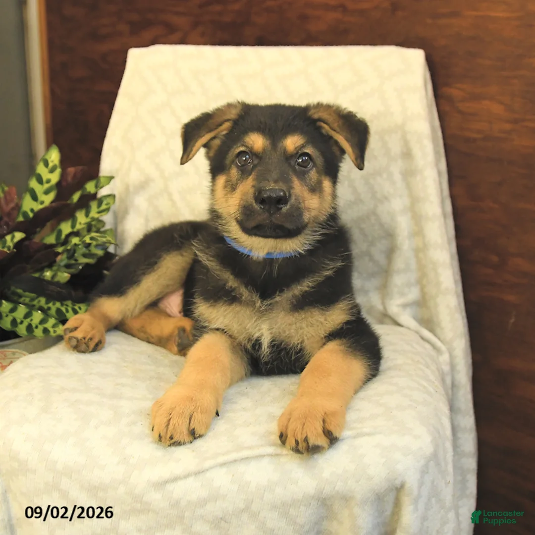 German Shepherd dogs for sale: Maverick - Ad 5