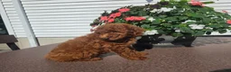 Miniature Poodle dogs for sale: Charles - Ad 4