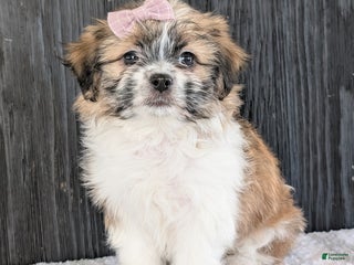 Teddy Bear dogs Aria - Ad 18