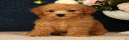 Bichpoo dogs for sale: Jasmine - Ad 5