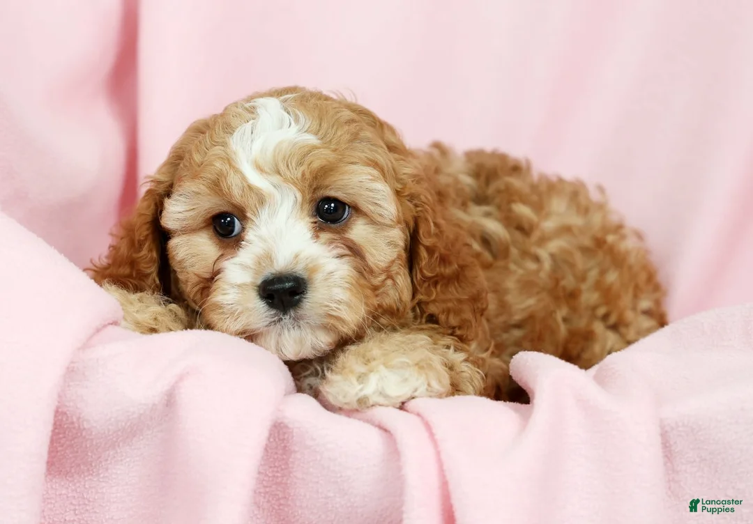 Cavapoo dogs for sale: Chloe - Ad 8
