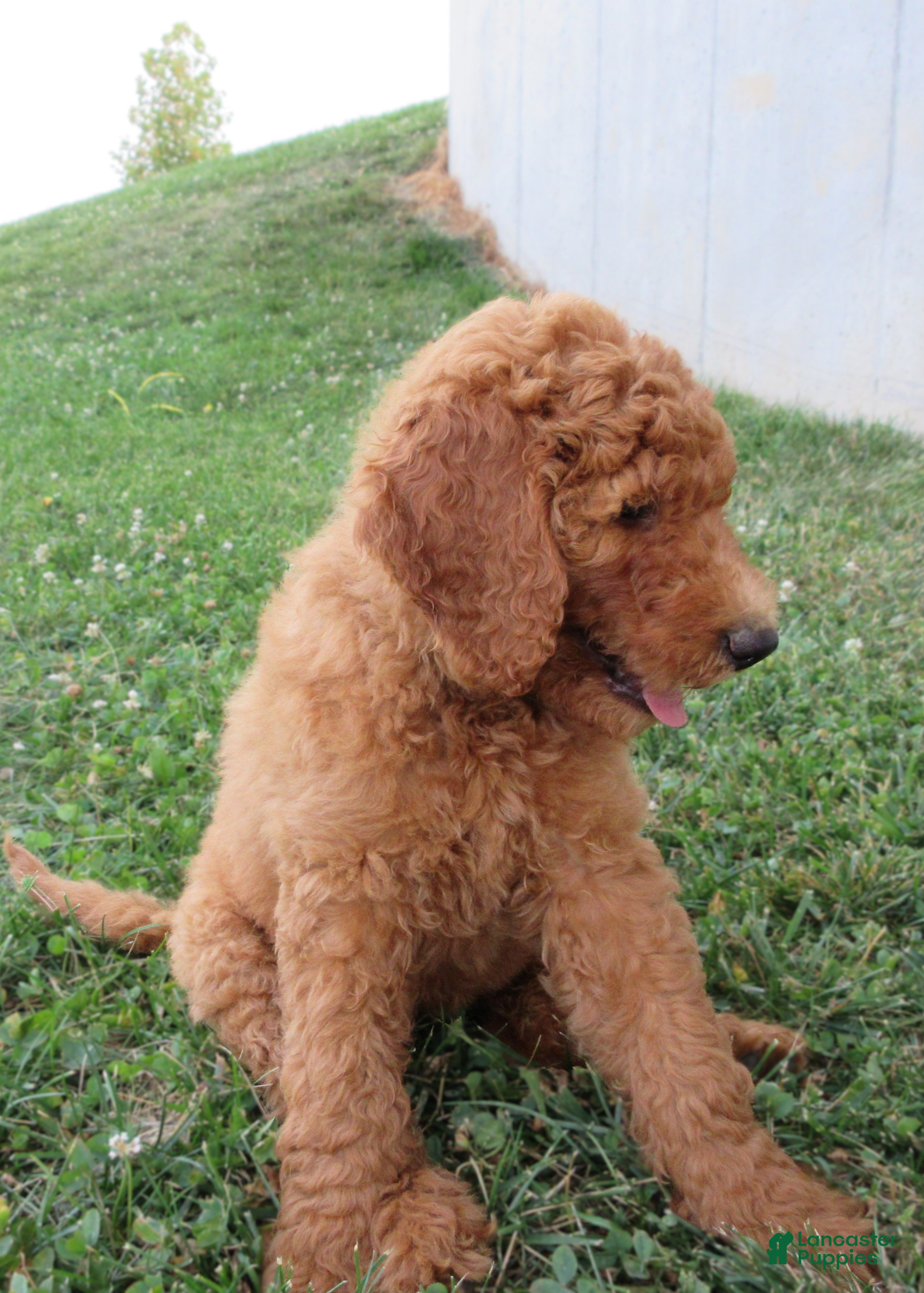 Goldendoodle dogs Rosie - Ad 1