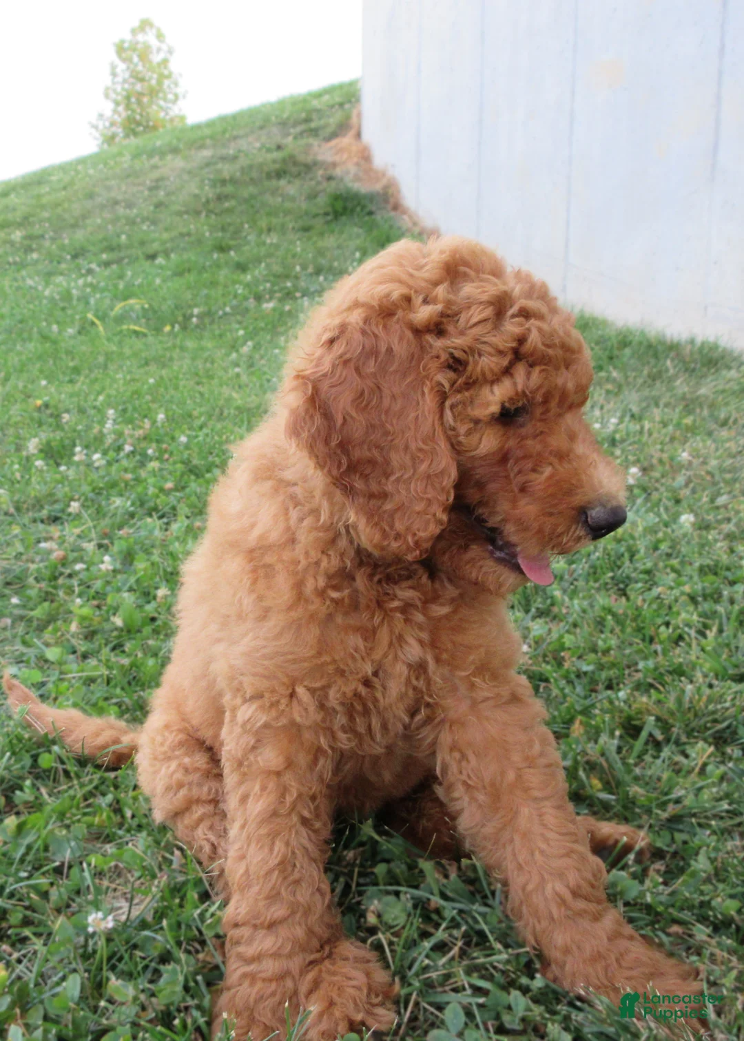 Goldendoodle dogs for sale: Rosie - Ad 1