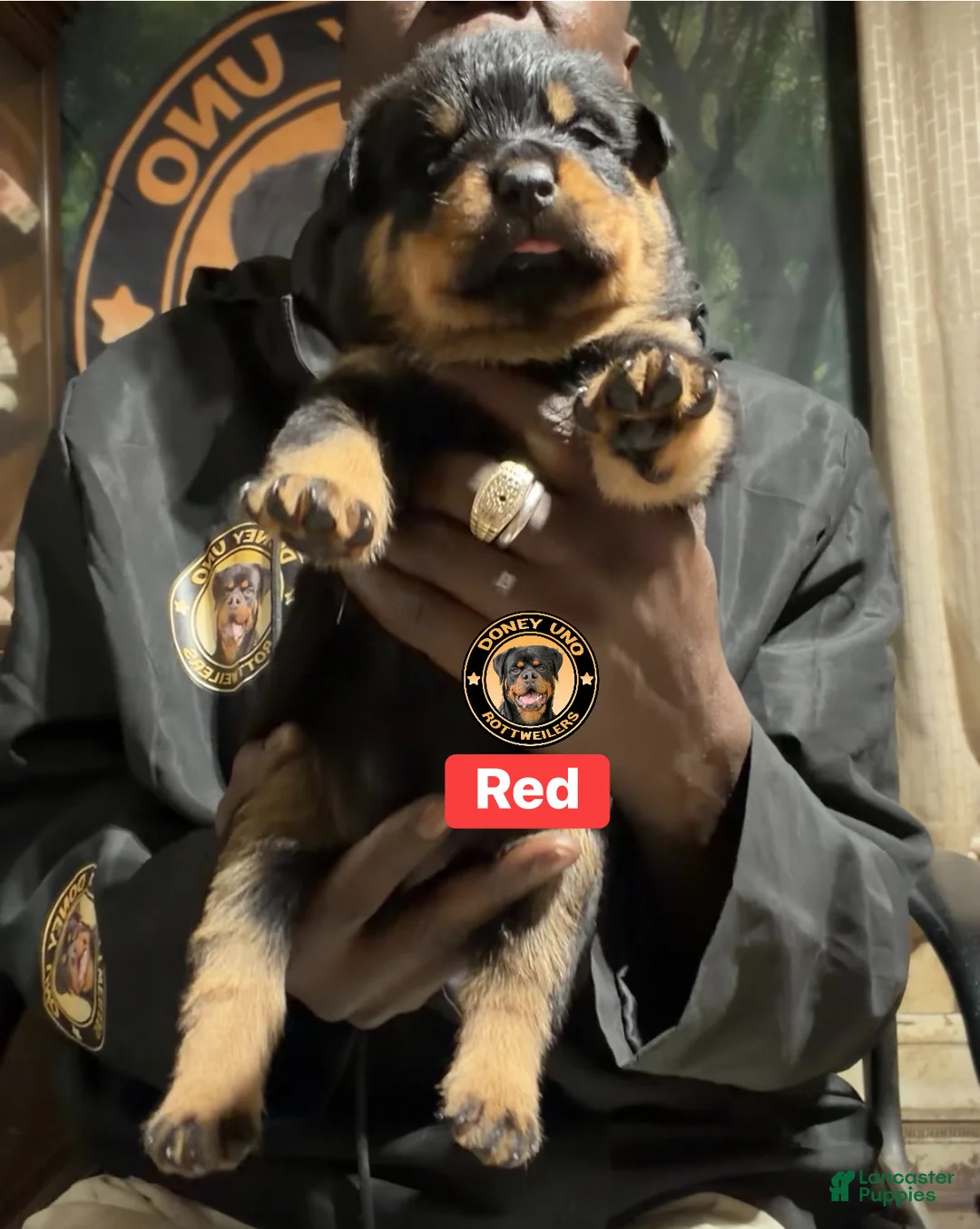 Rottweiler dogs for sale: Red collar  - Ad 1