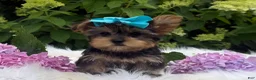 Yorkshire Terrier dogs for sale: Minx - Ad 15