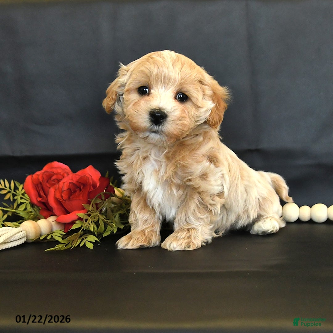 Maltipoo dogs for sale: Maverick - Ad 1