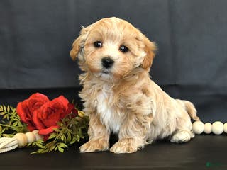 Maltipoo dogs Maverick - Ad 5