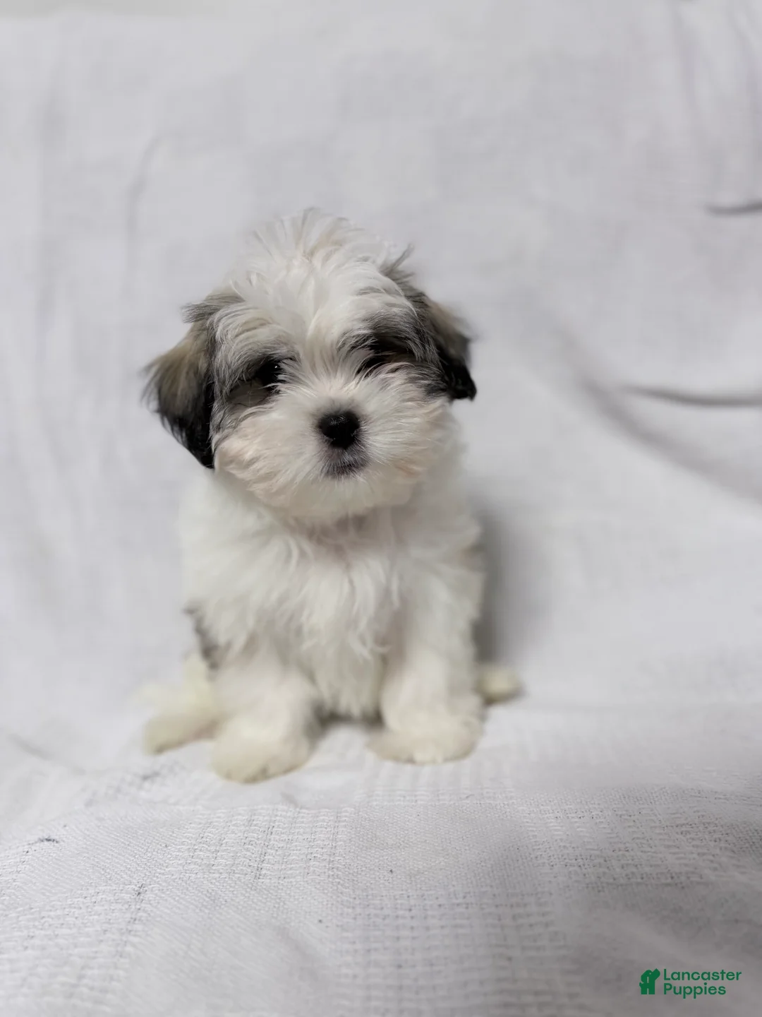 Malshi dogs for sale: Snoopy - Ad 3