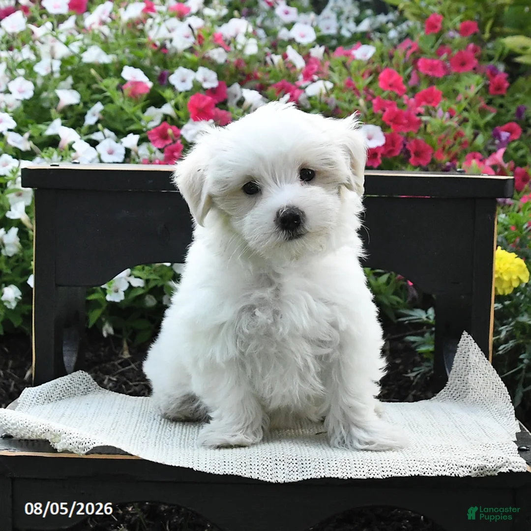 Maltipoo dogs for sale: Sunny  - Ad 3