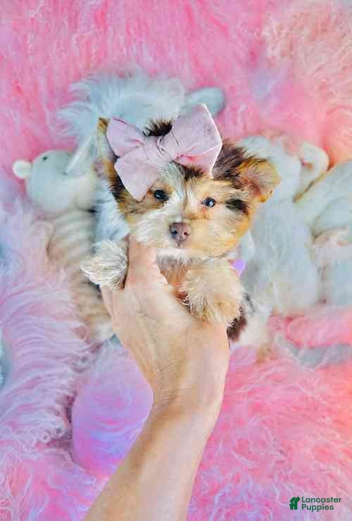 Yorkshire Terrier dogs Chocolate Biewer Yorkshire Terrier 1 - Ad 2