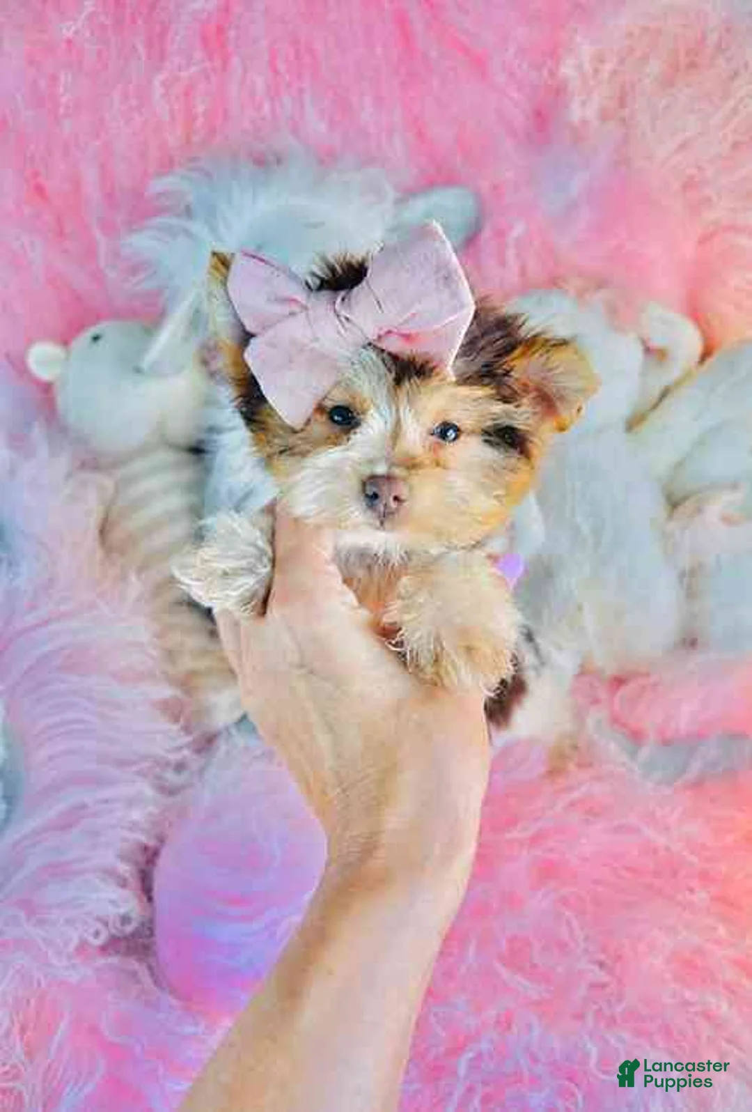 Yorkshire Terrier dogs for sale: Chocolate Biewer Yorkshire Terrier 1 - Ad 2