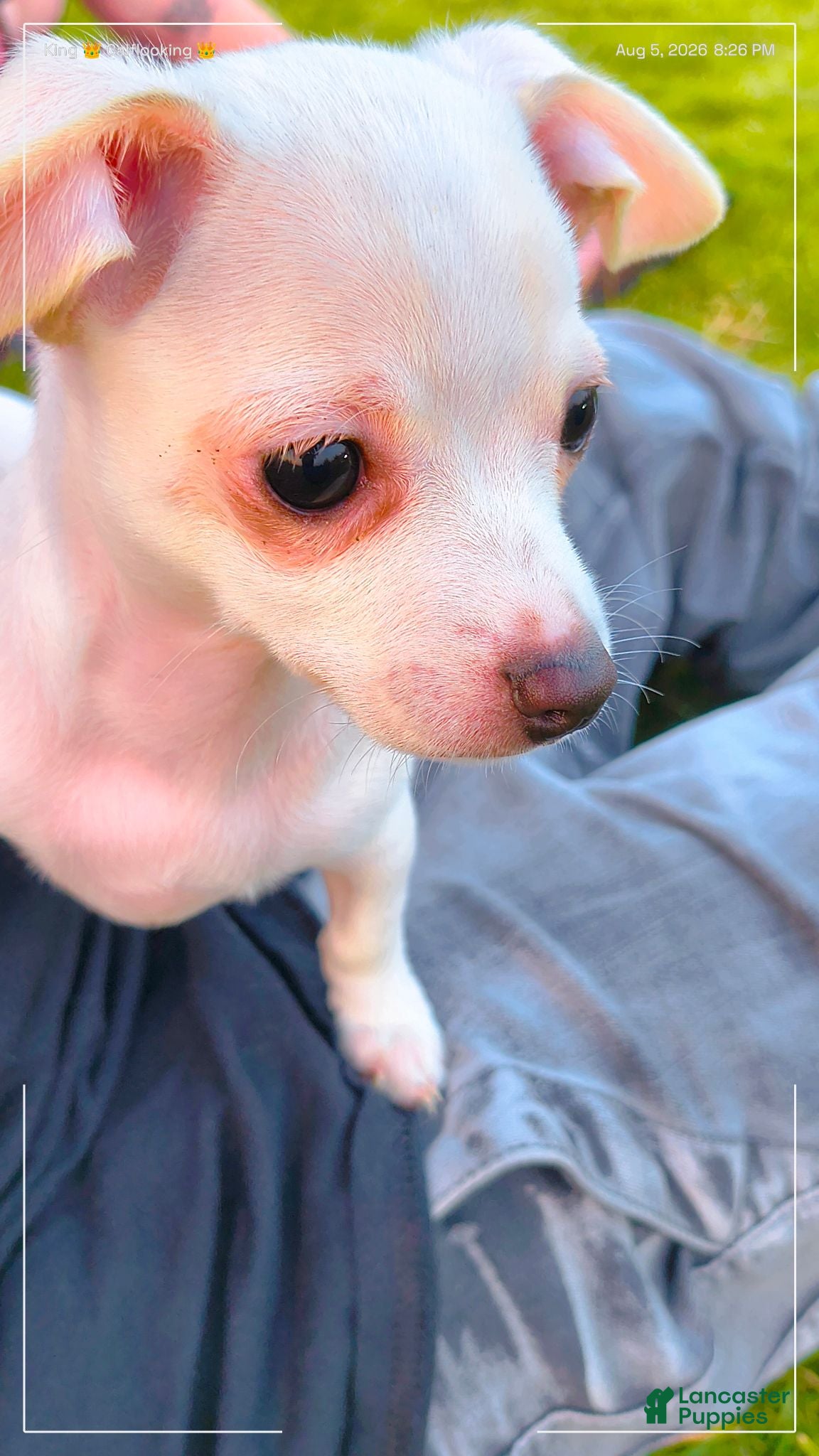 Mixed Breed dogs Mixed Breed 1 - Ad 13
