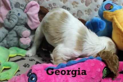 Cocker Spaniel dogs for sale: Georgia - Ad 2