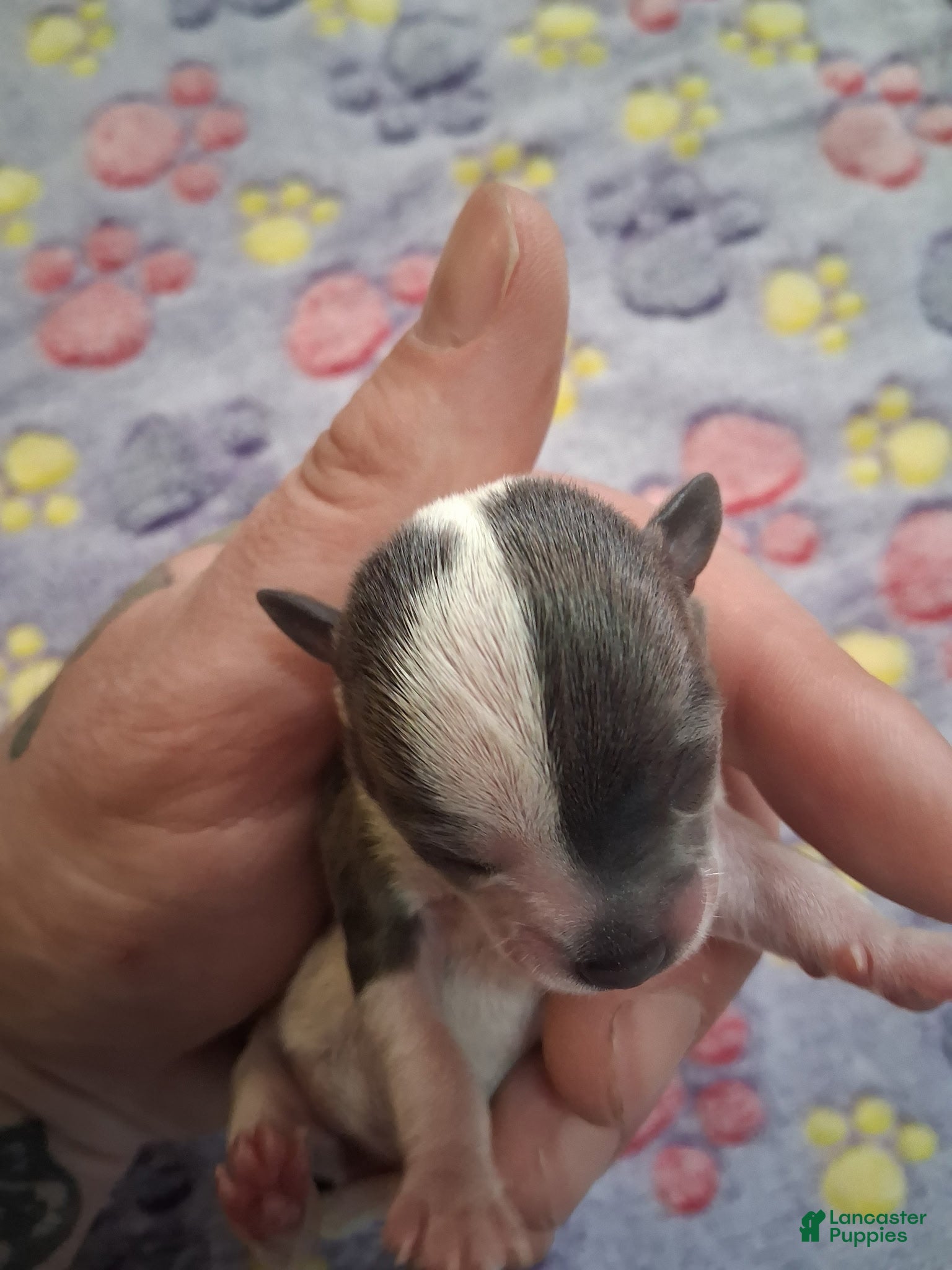 Chihuahua dogs Uri - Ad 3