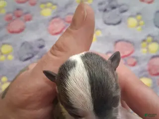 Chihuahua dogs Uri - Ad 3