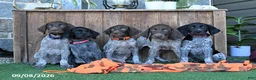 German Shorthaired Pointer dogs for sale: Renee - Ad 5