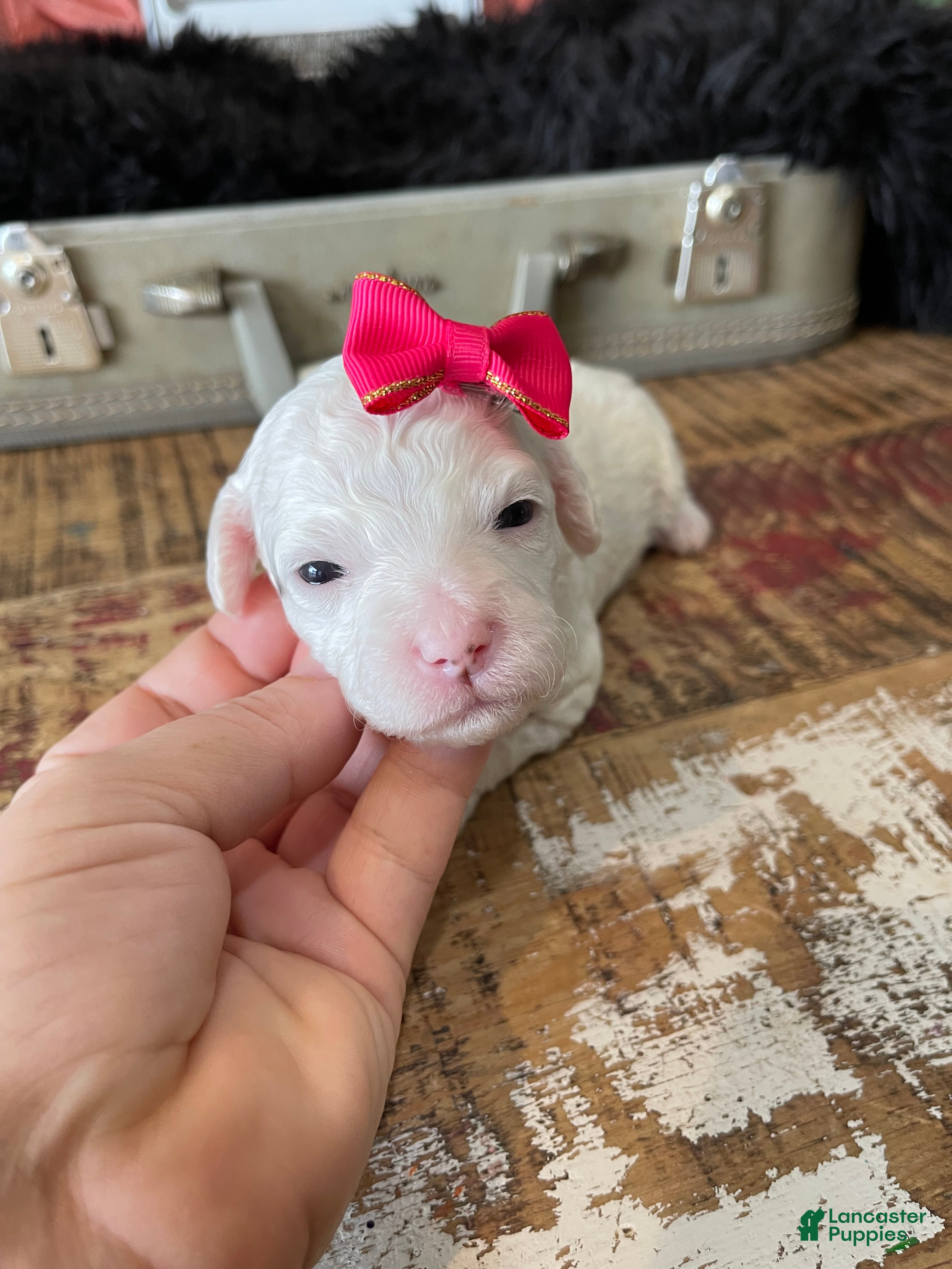 Miniature Poodle dogs Akc Clear 🧬 Tested Poodle Girl - Ad 36