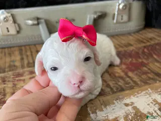 Miniature Poodle dogs Akc Clear 🧬 Tested Poodle Girl - Ad 36