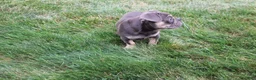 French Bulldog dogs for sale: Linda - Ad 3