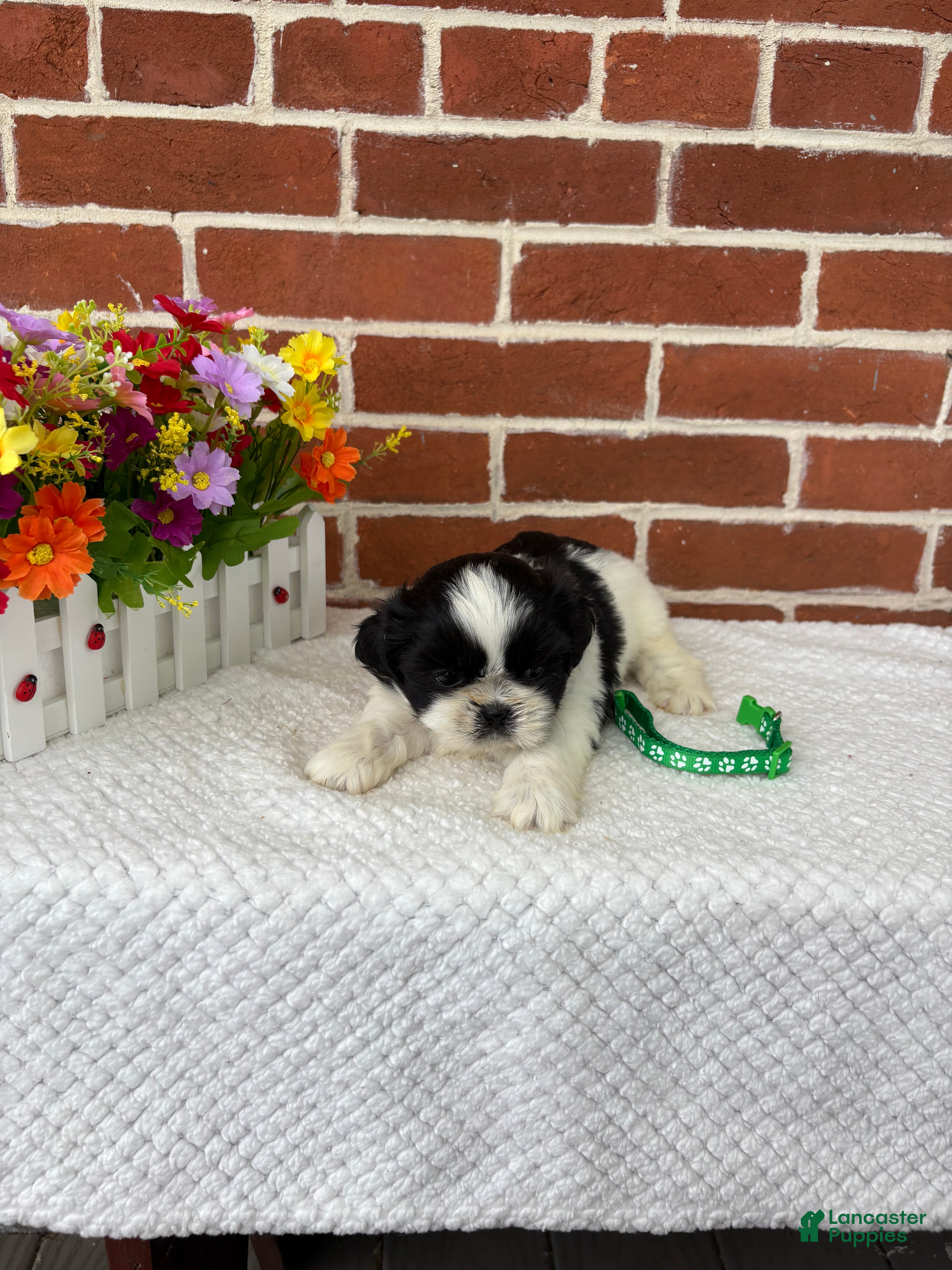 Shih Tzu dogs for sale: Louie - Ad 3
